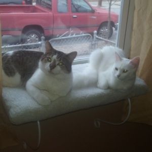 NOT FOR SALE AT ANY PRICE EVER!